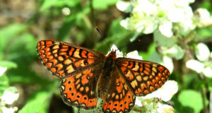 La població de papallona brocat variable s’ha reduït una cinquena part al Montseny en aquest segle