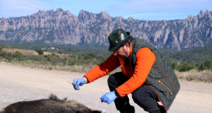 Detectat un cas de PPA que obliga a incloure Sant Feliu de Llobregat i una petita part de Barcelona a la zona d’alt risc
