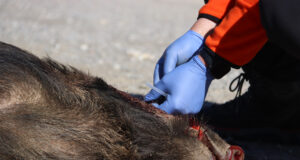 Detectat un cas de PPA que obliga a incloure Sant Feliu de Llobregat i una petita part de Barcelona a la zona d’alt risc