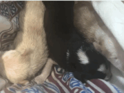 Indignació a Gavà: troben 5 cadells abandonats dins d’un contenidor de brossa