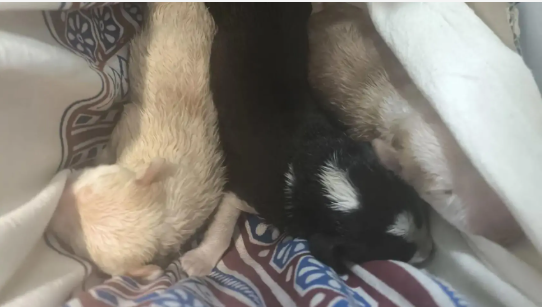 Cadells de gos abandonats a Gavà Cedida a Metrópoli