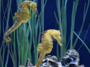 Gavà acull una jornada educativa sobre els cavallets de mar