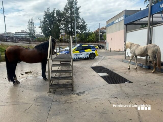 Dos cavalls galopant per l’avinguda Constitució de Castelldefels
